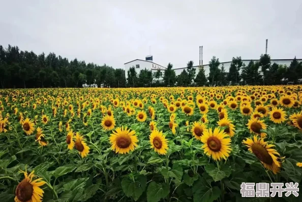 向日葵视频污下载app官网推出全新版本用户体验大幅提升支持多种格式视频播放功能更加强大